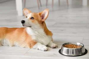 Купить корм для собак Just Dog в Санкт-Петербурге