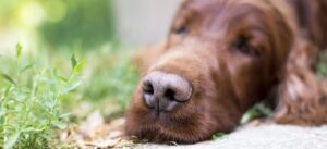 Купить корм для собак Just Dog в Санкт-Петербурге