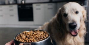 Замена корма для собак Monge – почему Just Dog лучше