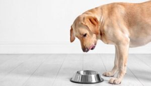 Замена корма для собак Monge – почему Just Dog лучше